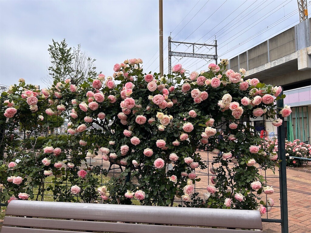 f:id:Magnoliarida:20240512203045j:image