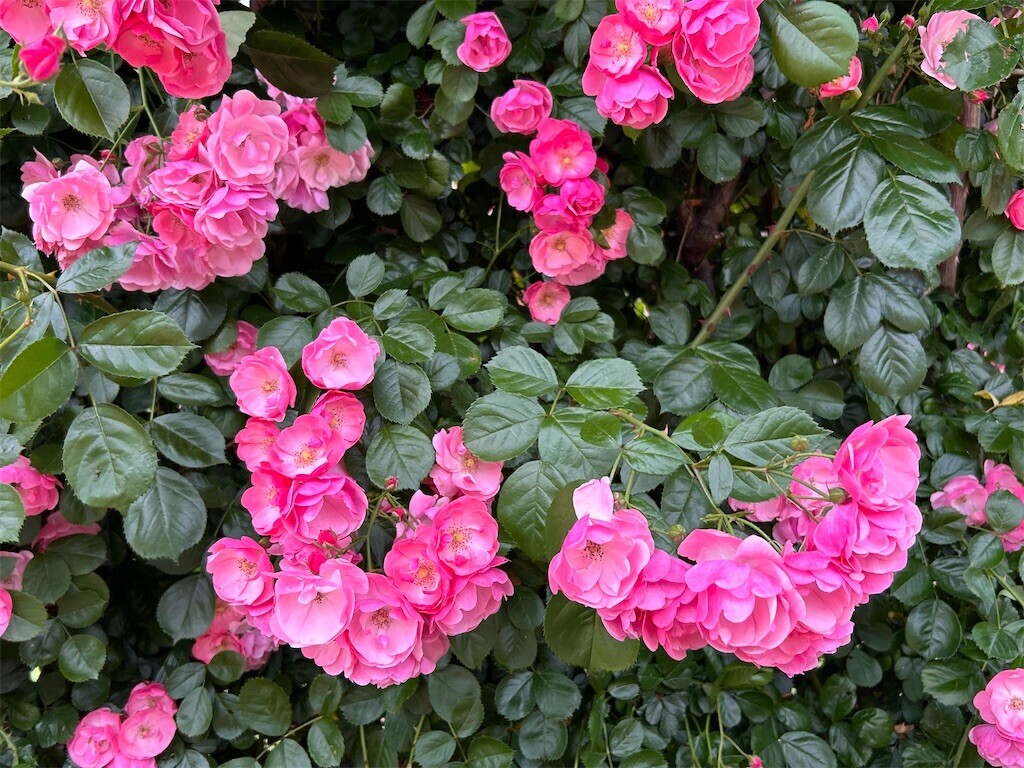 f:id:Magnoliarida:20240512203048j:image