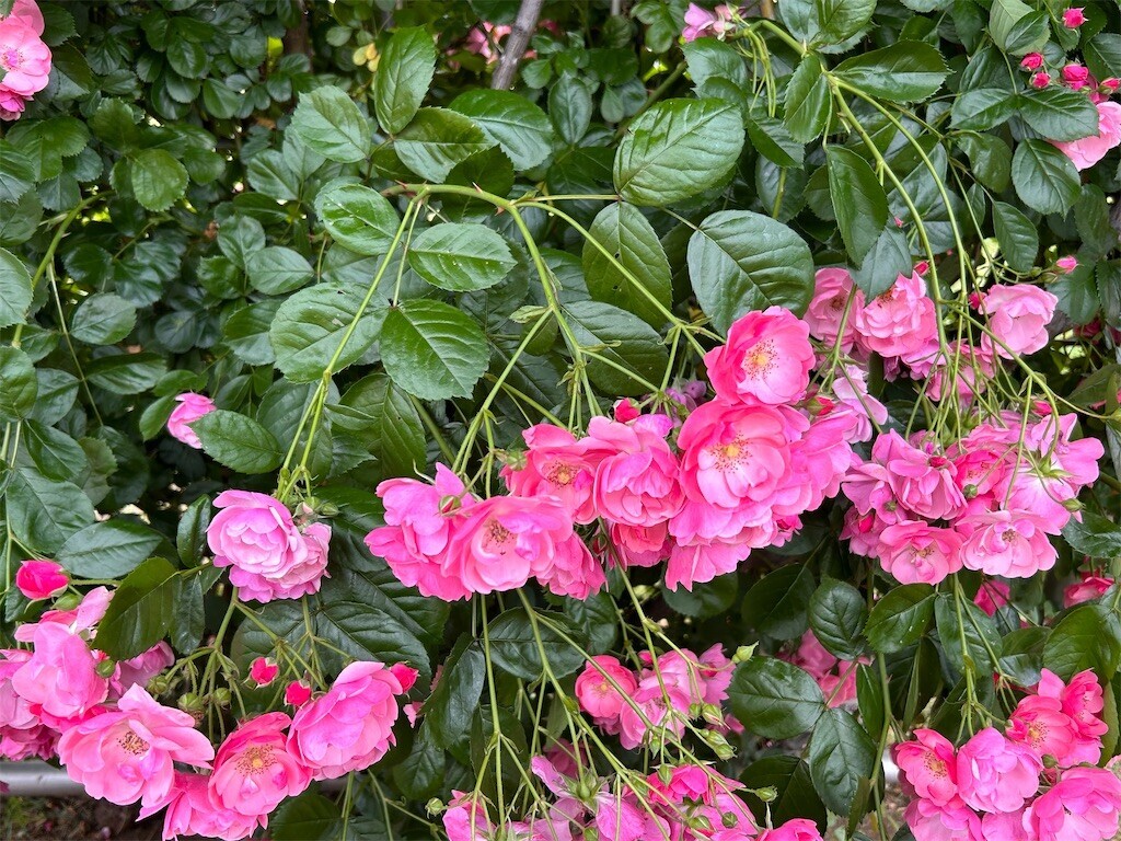 f:id:Magnoliarida:20240512203051j:image