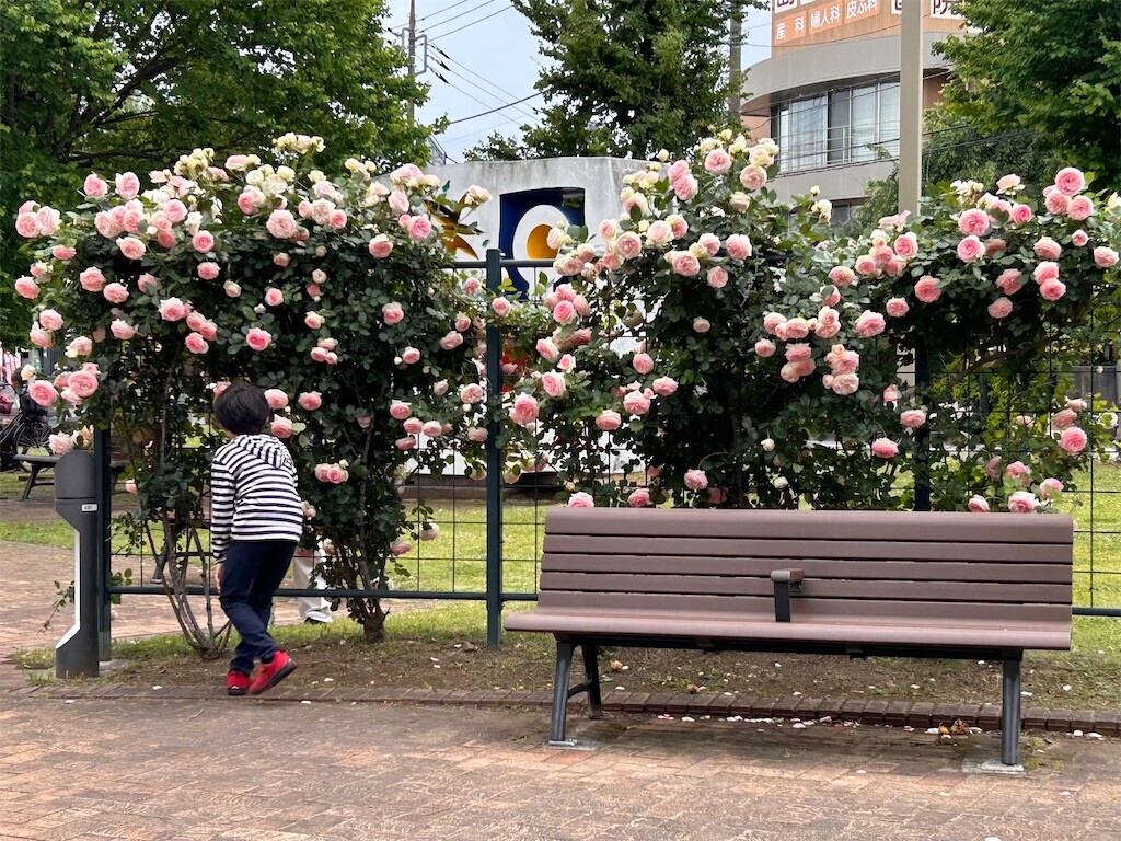 f:id:Magnoliarida:20240512203058j:image