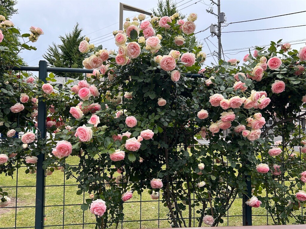 f:id:Magnoliarida:20240512203101j:image