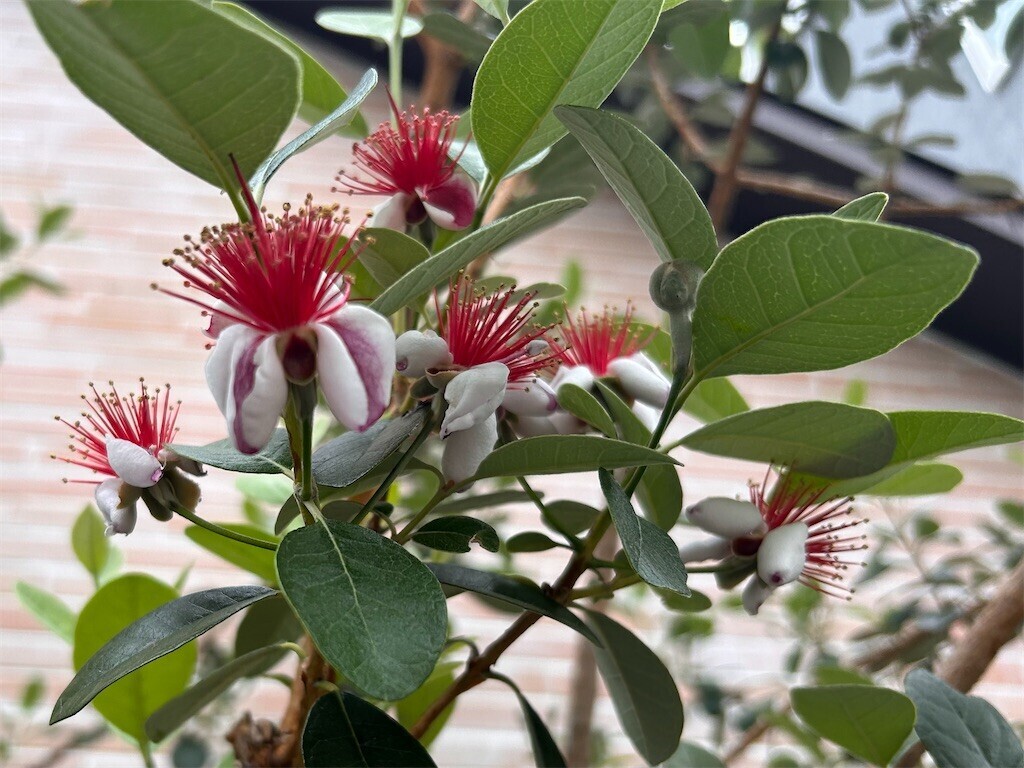 f:id:Magnoliarida:20240523085233j:image