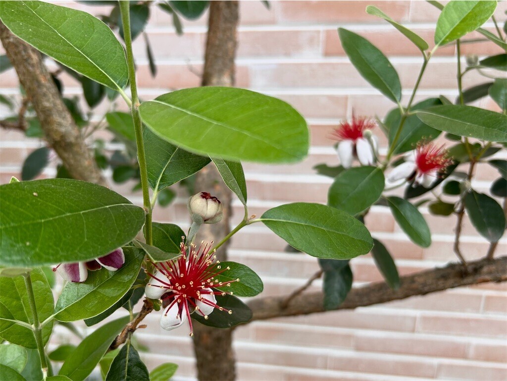 f:id:Magnoliarida:20240523085236j:image