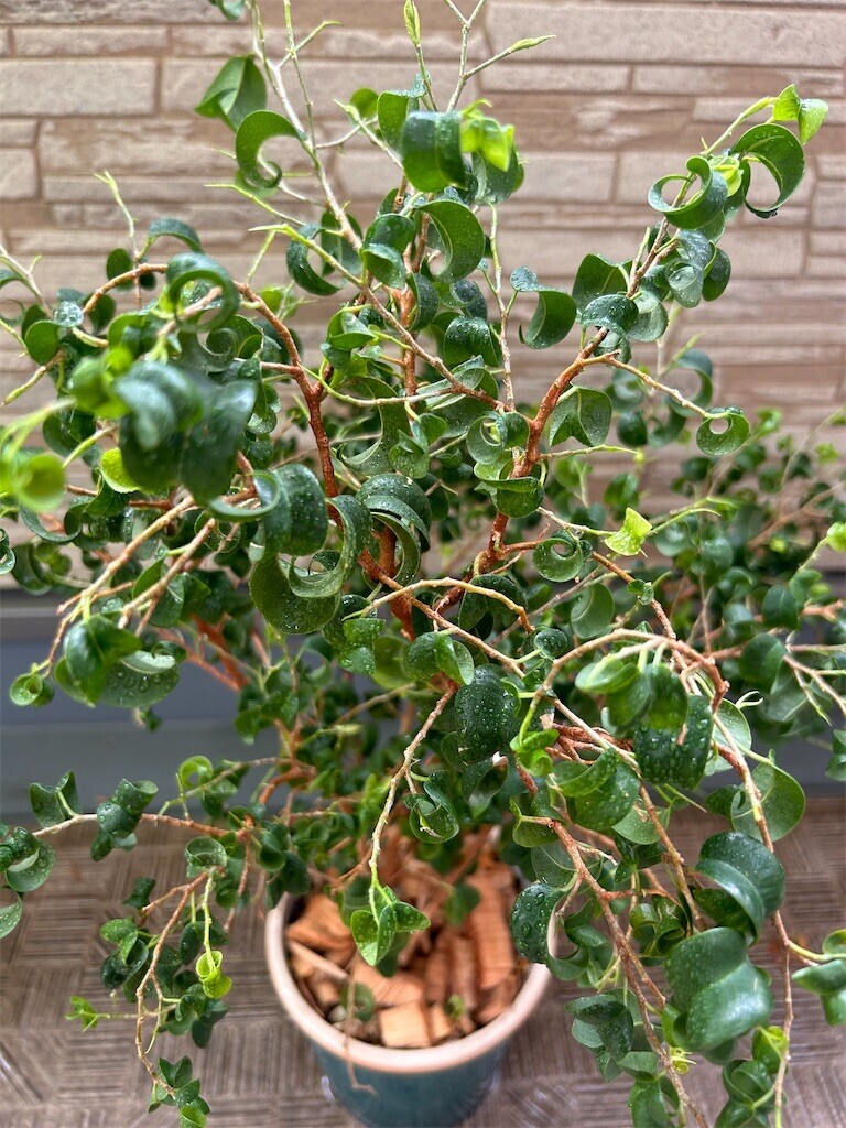 f:id:Magnoliarida:20240803101017j:image f:id:Magnoliarida:20240803101017j:image