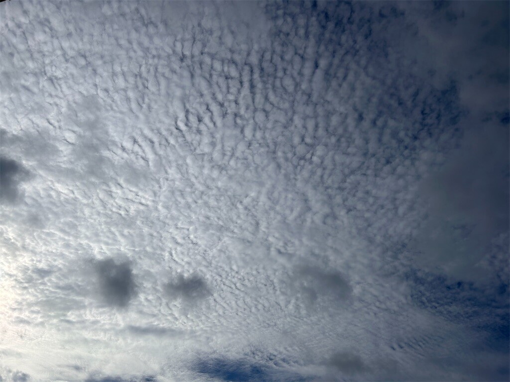 f:id:Magnoliarida:20240823083224j:image