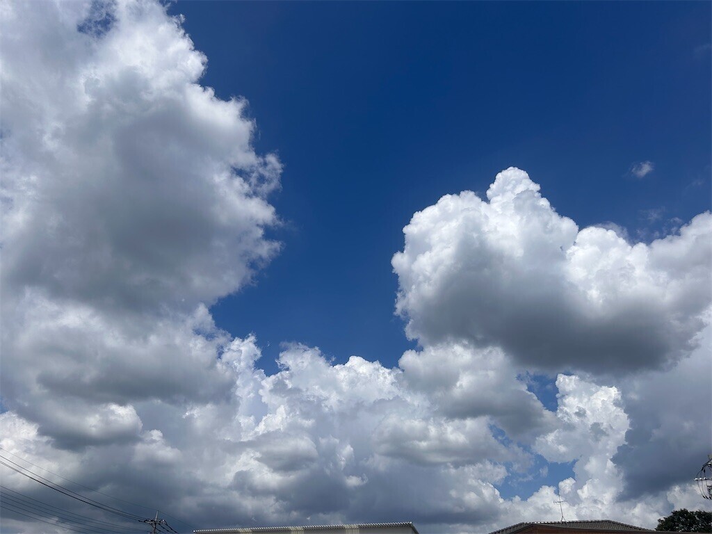 f:id:Magnoliarida:20240825223116j:image f:id:Magnoliarida:20240825223116j:image