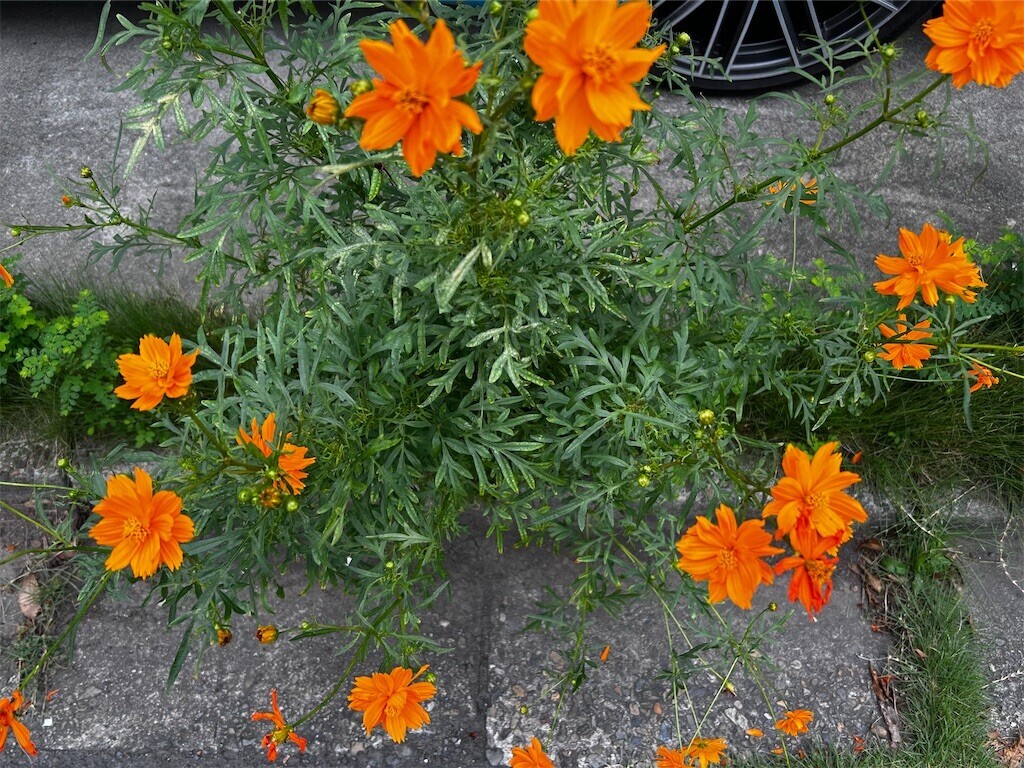 f:id:Magnoliarida:20240925083718j:image f:id:Magnoliarida:20240925083718j:image