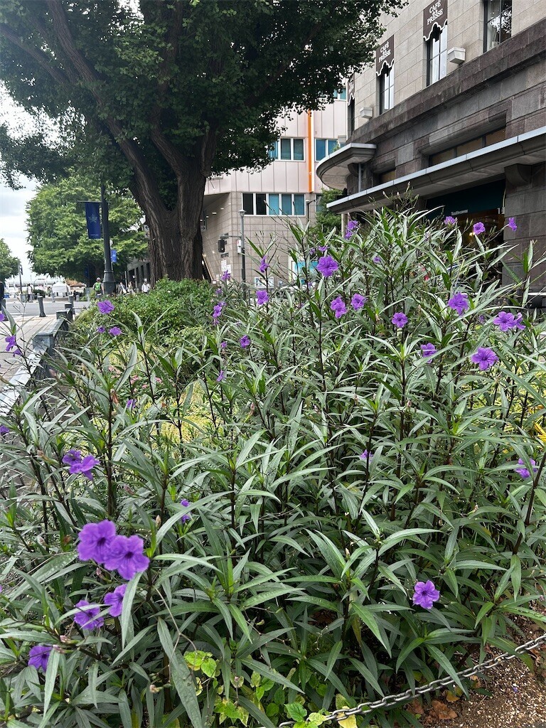 f:id:Magnoliarida:20240929215750j:image