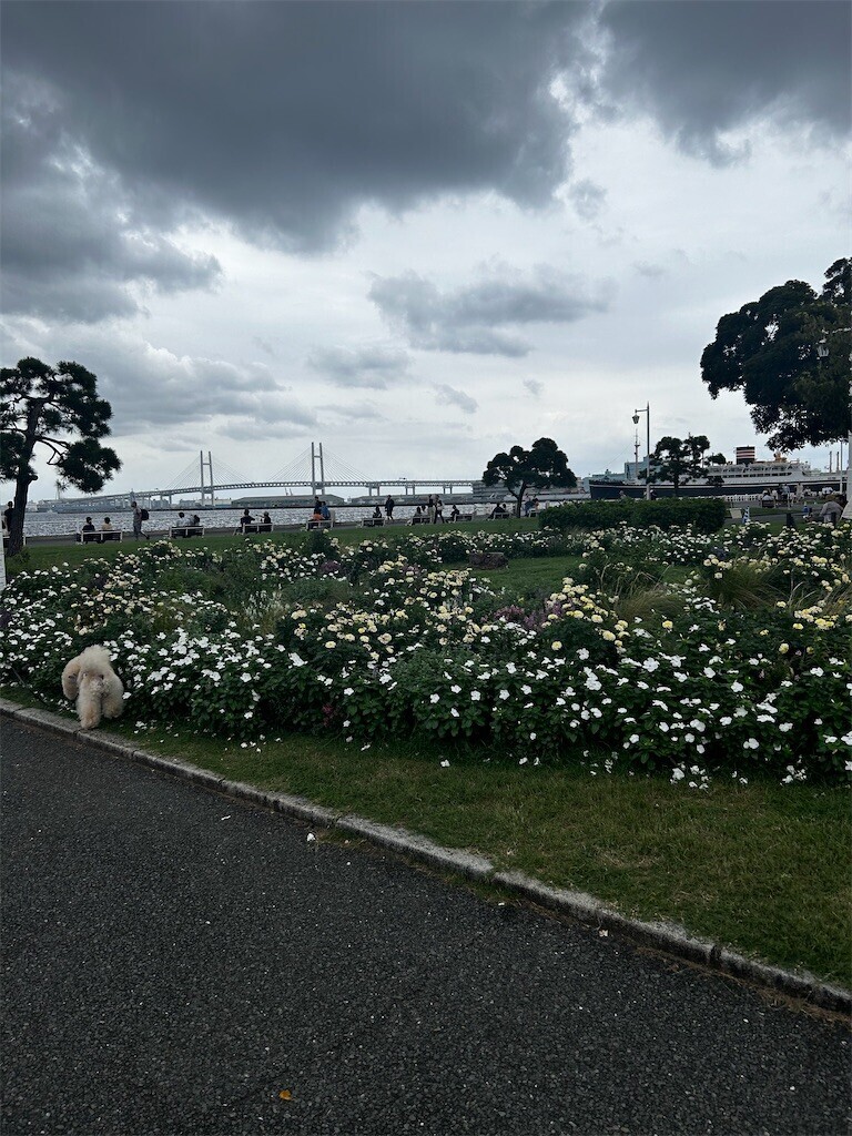 f:id:Magnoliarida:20240929215803j:image