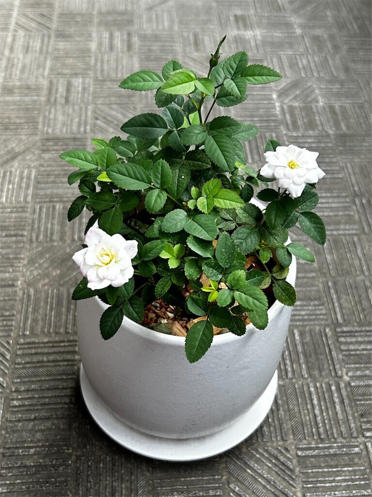 f:id:Magnoliarida:20241017073911j:image f:id:Magnoliarida:20241017073911j:image