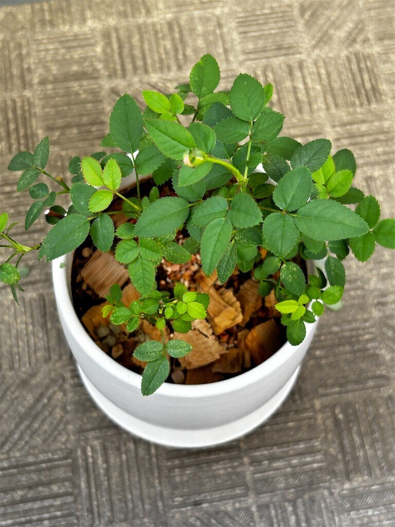 f:id:Magnoliarida:20241022083039j:image