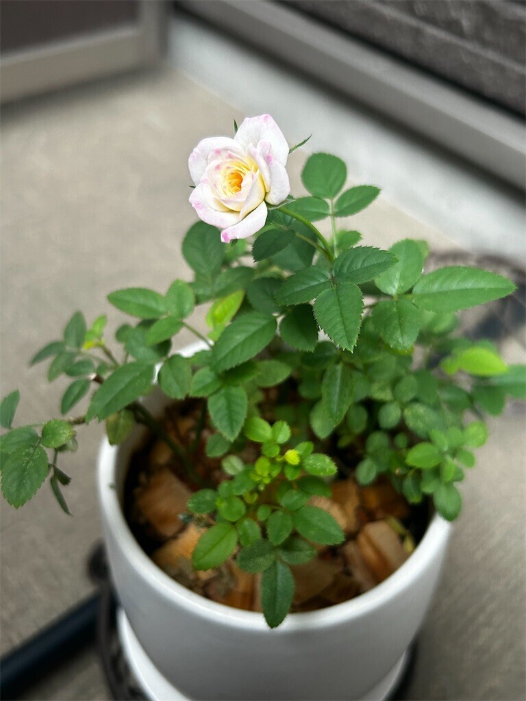 f:id:Magnoliarida:20241028092201j:image