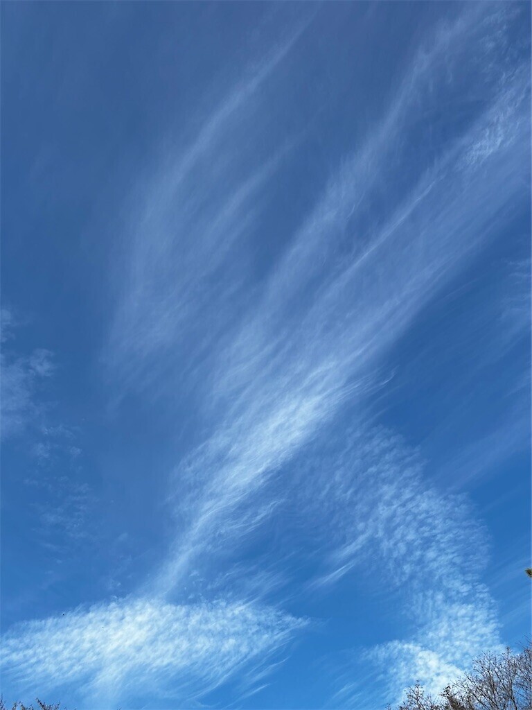 f:id:Magnoliarida:20241031083754j:image