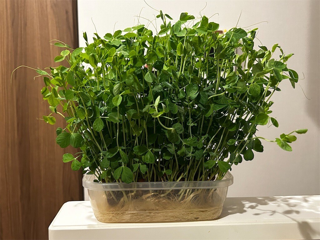 f:id:Magnoliarida:20241205073121j:image