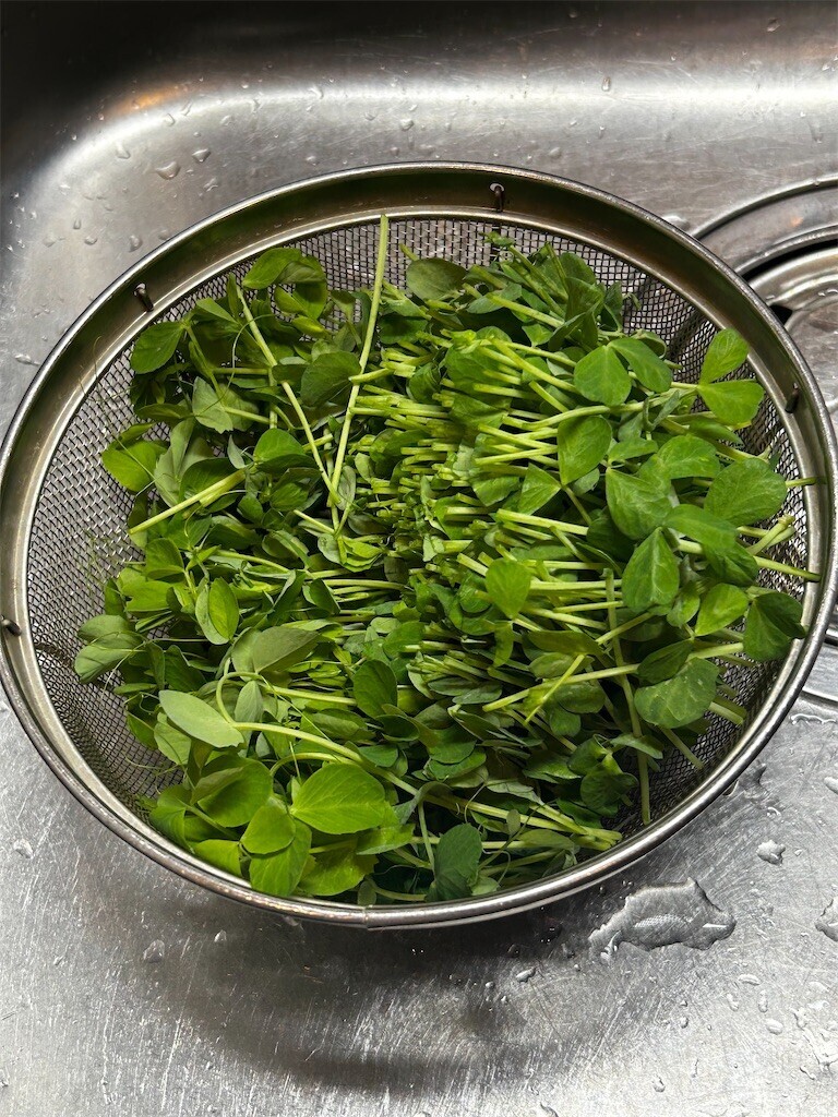 f:id:Magnoliarida:20241205073557j:image