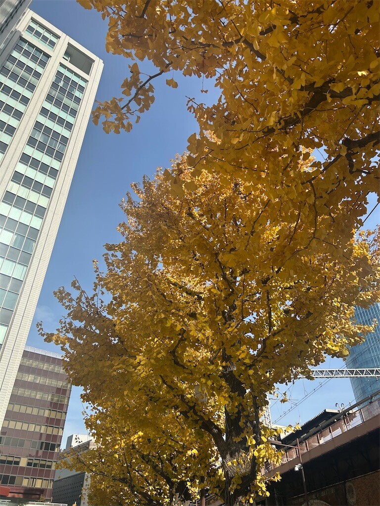 f:id:Magnoliarida:20241220233810j:image f:id:Magnoliarida:20241220233810j:image