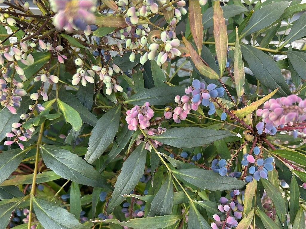 f:id:Magnoliarida:20250101004013j:image f:id:Magnoliarida:20250101004013j:image