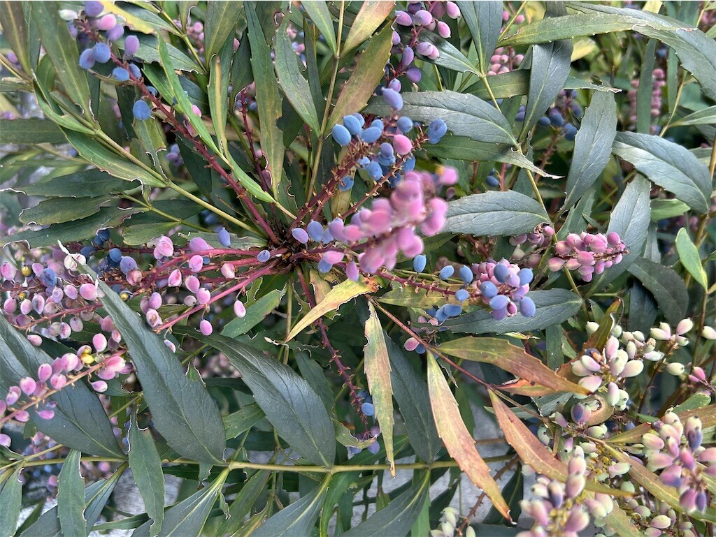 f:id:Magnoliarida:20250101004016j:image f:id:Magnoliarida:20250101004016j:image