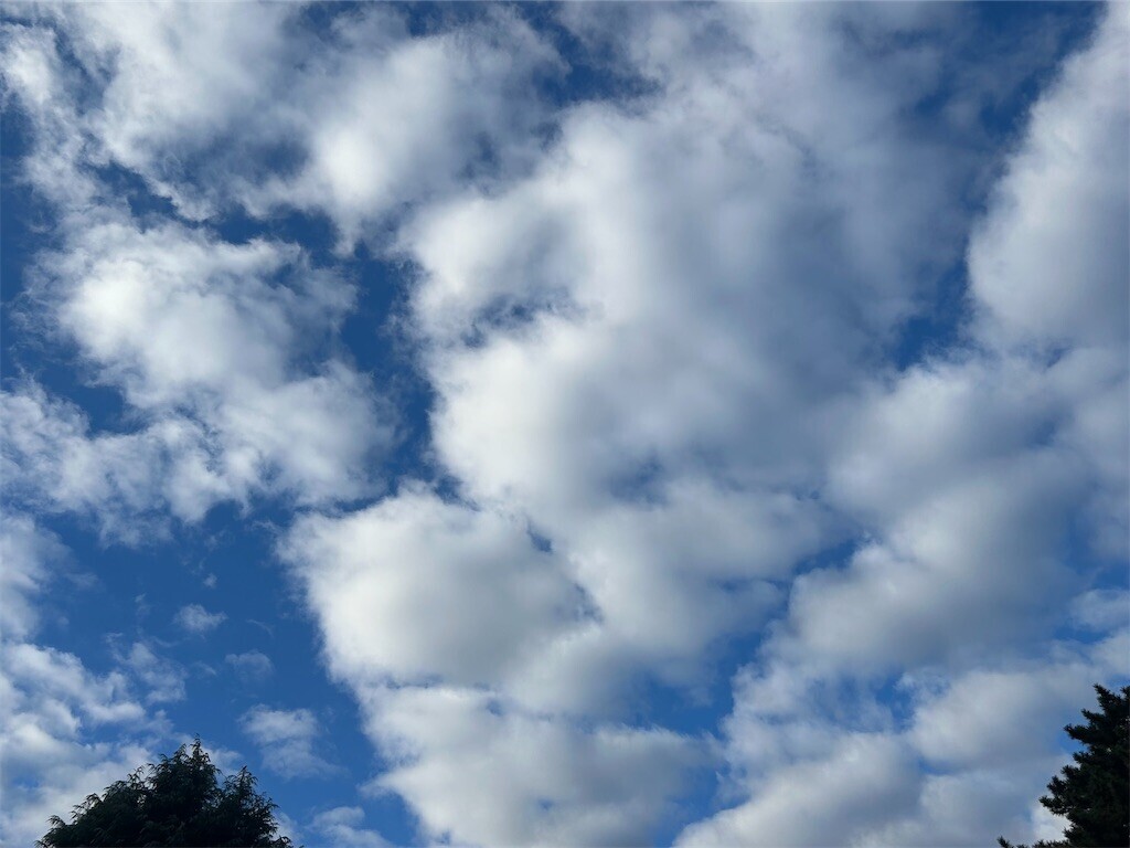 f:id:Magnoliarida:20250116083459j:image