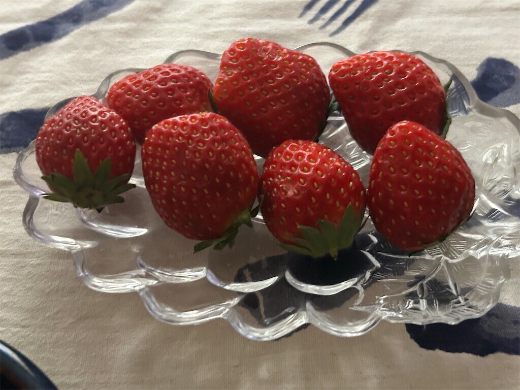 f:id:Magnoliarida:20250121073658j:image