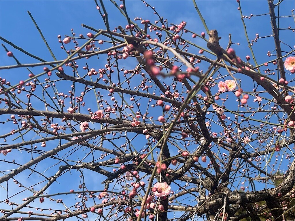 f:id:Magnoliarida:20250212082751j:image