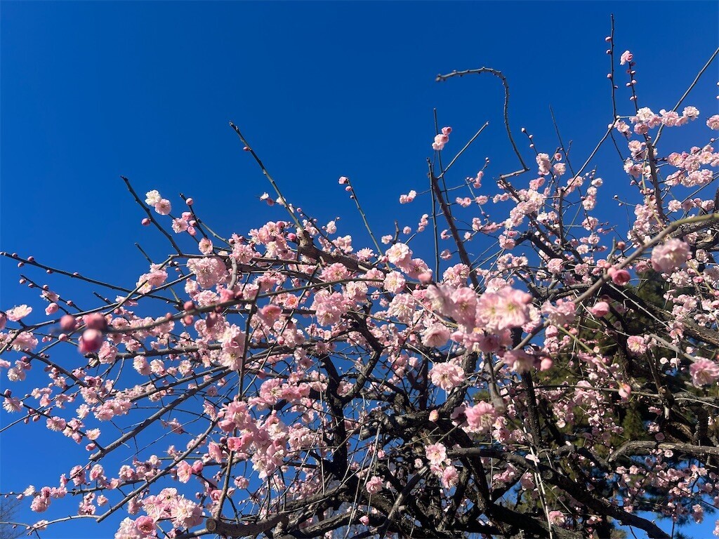 f:id:Magnoliarida:20250219082754j:image f:id:Magnoliarida:20250219082754j:image