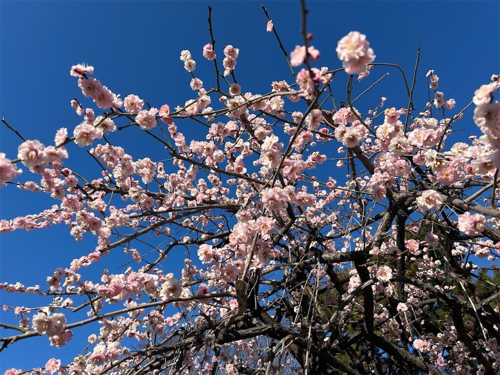 f:id:Magnoliarida:20250227083739j:image f:id:Magnoliarida:20250227083739j:image