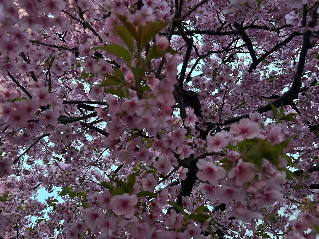 f:id:Magnoliarida:20250316102521j:image