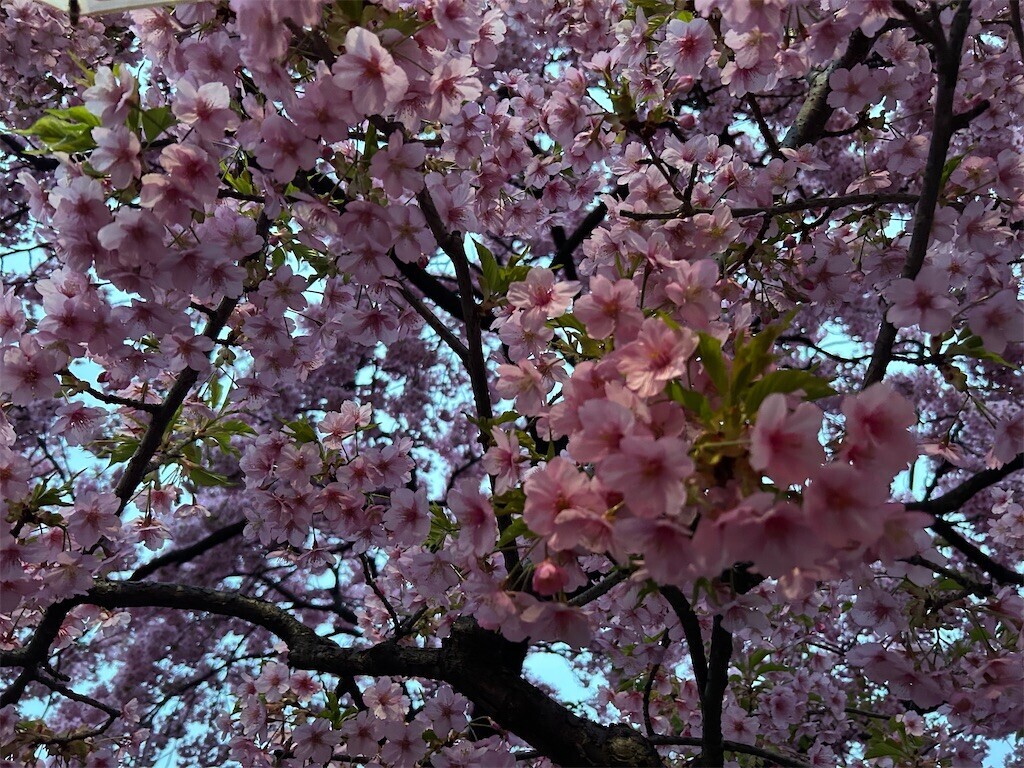 f:id:Magnoliarida:20250316102525j:image