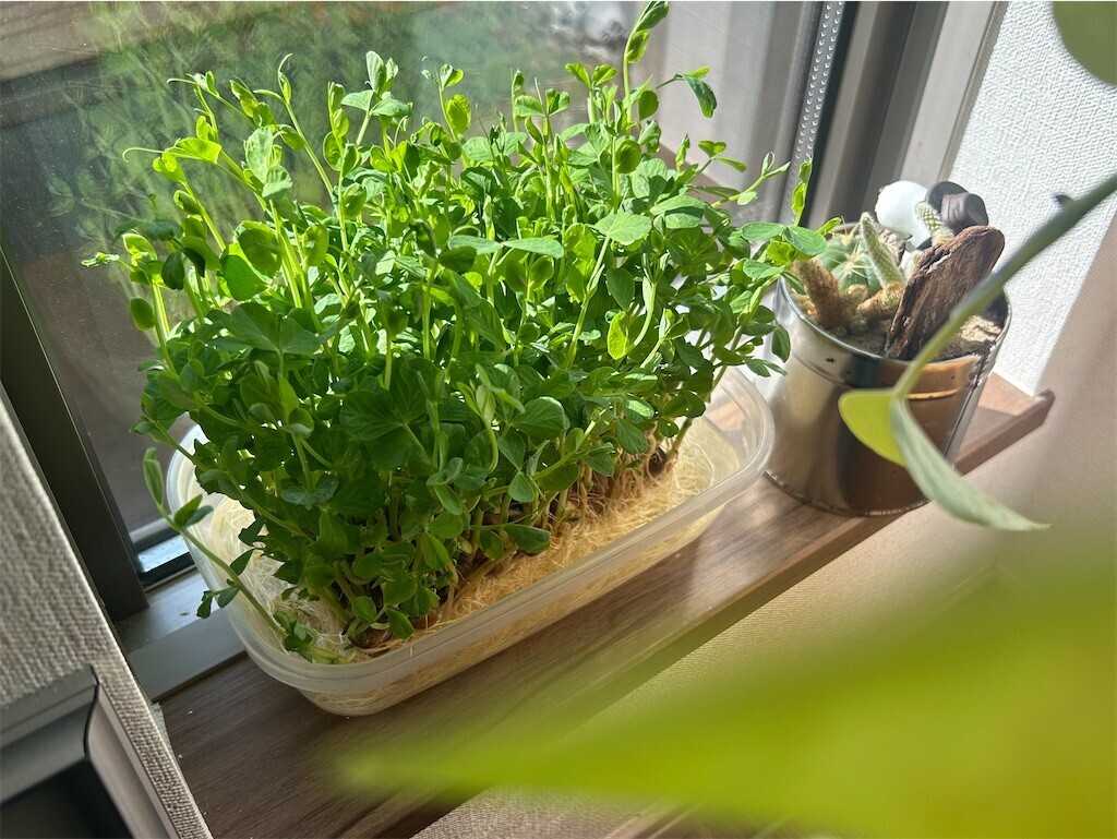 f:id:Magnoliarida:20250320094355j:image f:id:Magnoliarida:20250320094355j:image