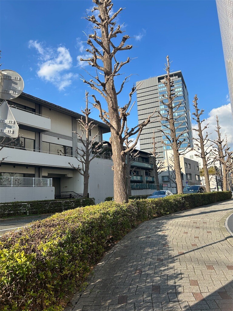 f:id:Magnoliarida:20250320202210j:image f:id:Magnoliarida:20250320202210j:image