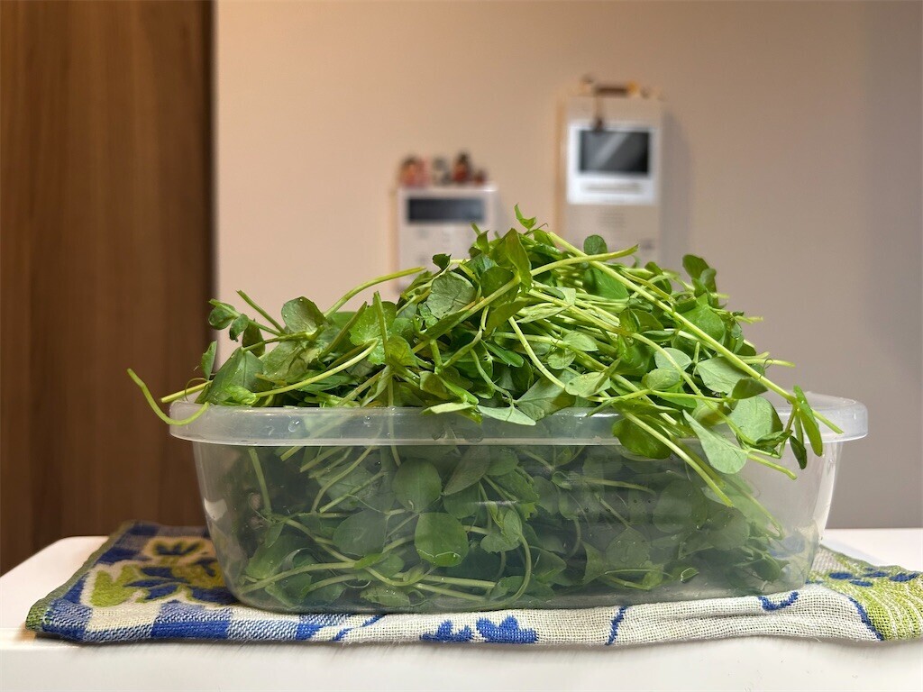 f:id:Magnoliarida:20250328081346j:image