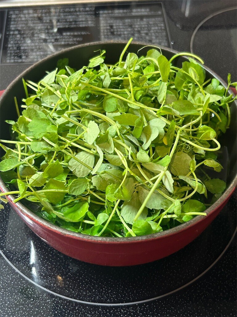 f:id:Magnoliarida:20250328081358j:image