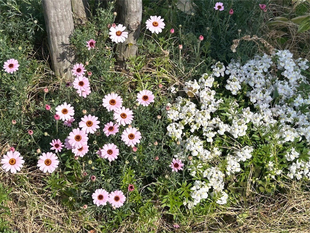 f:id:Magnoliarida:20250414083718j:image