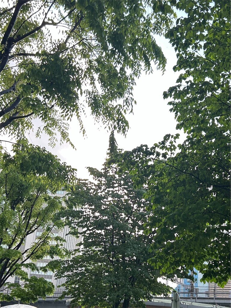 f:id:Magnoliarida:20250426194803j:image