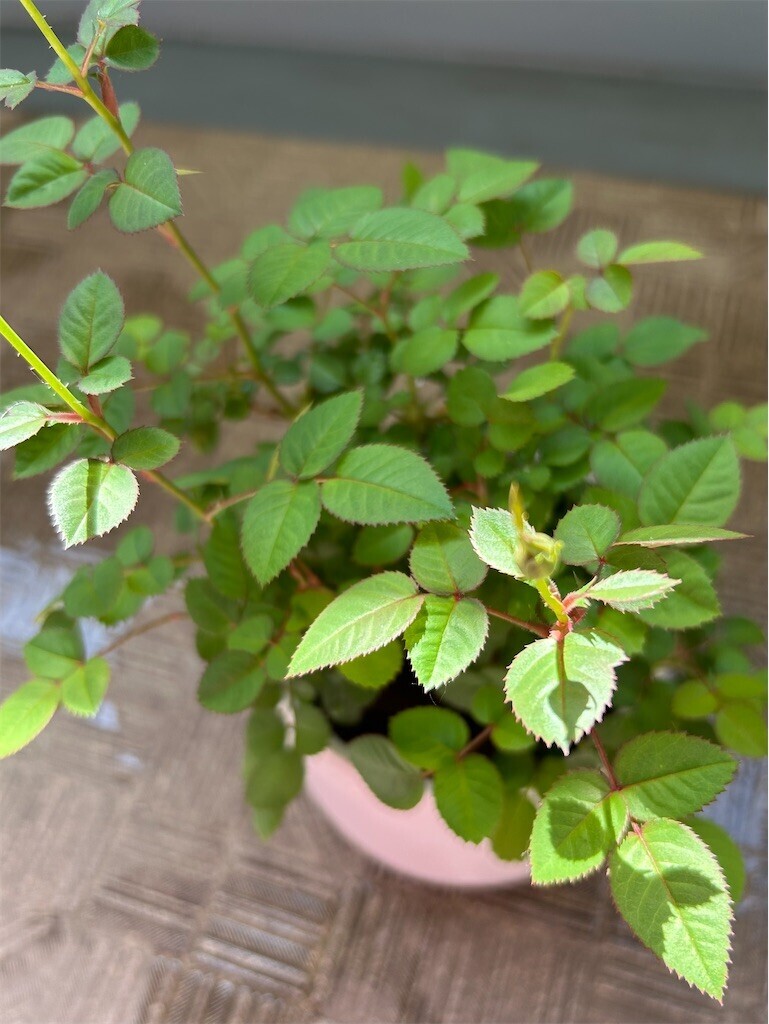 f:id:Magnoliarida:20250427101835j:image