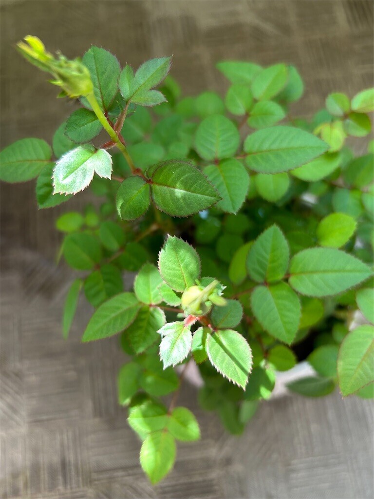 f:id:Magnoliarida:20250427101936j:image