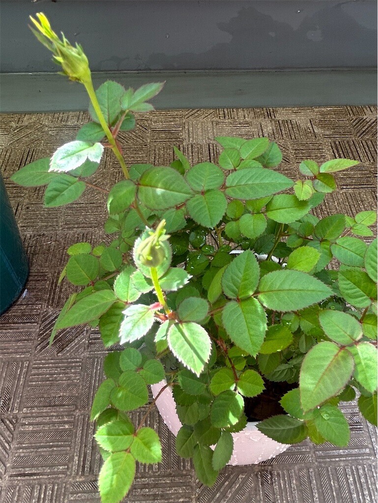 f:id:Magnoliarida:20250427101940j:image