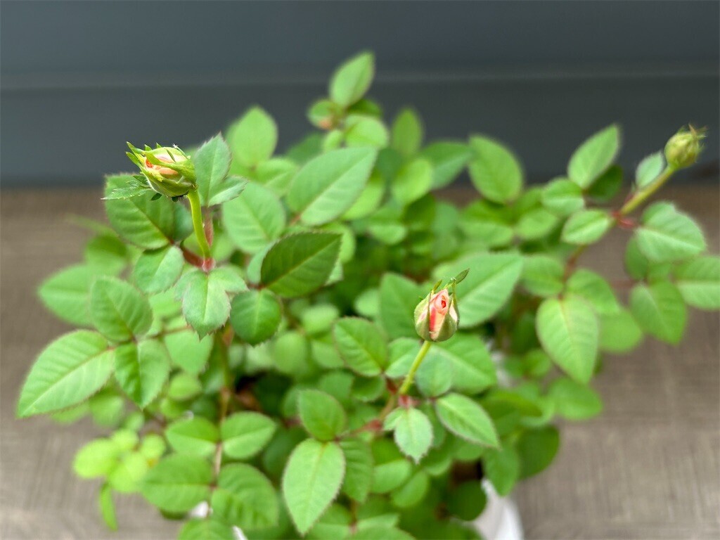 f:id:Magnoliarida:20250502083451j:image f:id:Magnoliarida:20250502083451j:image