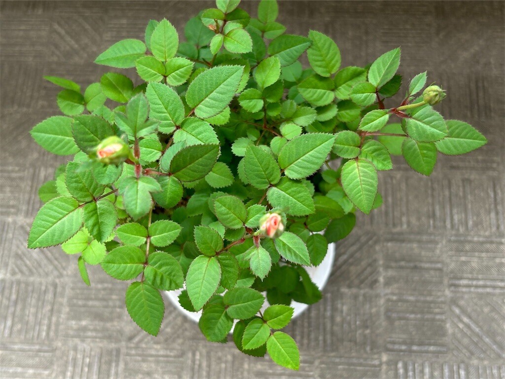 f:id:Magnoliarida:20250502083455j:image f:id:Magnoliarida:20250502083455j:image