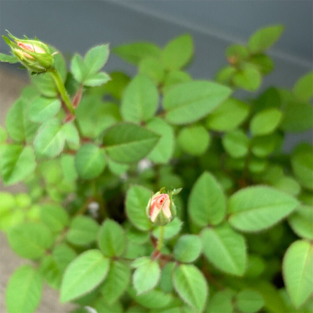 f:id:Magnoliarida:20250502083500j:image f:id:Magnoliarida:20250502083500j:image