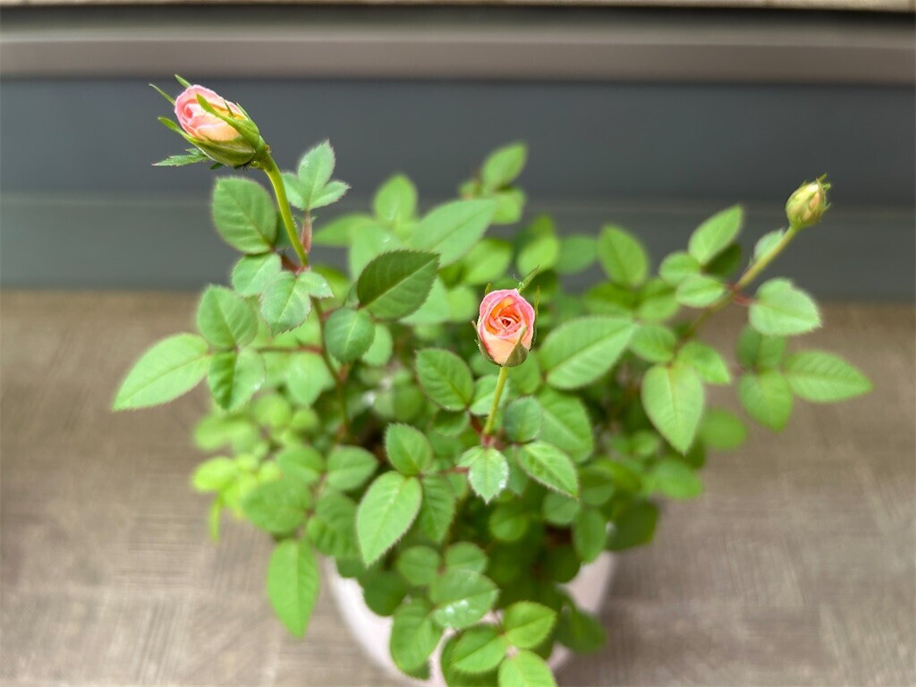 f:id:Magnoliarida:20250504085922j:image