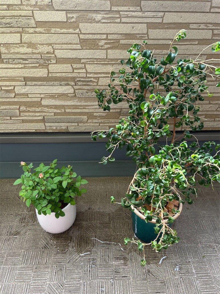 f:id:Magnoliarida:20250504090059j:image