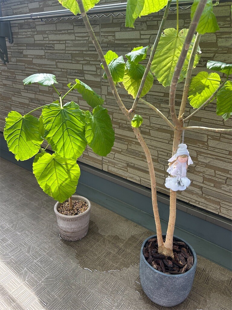 f:id:Magnoliarida:20250504090103j:image
