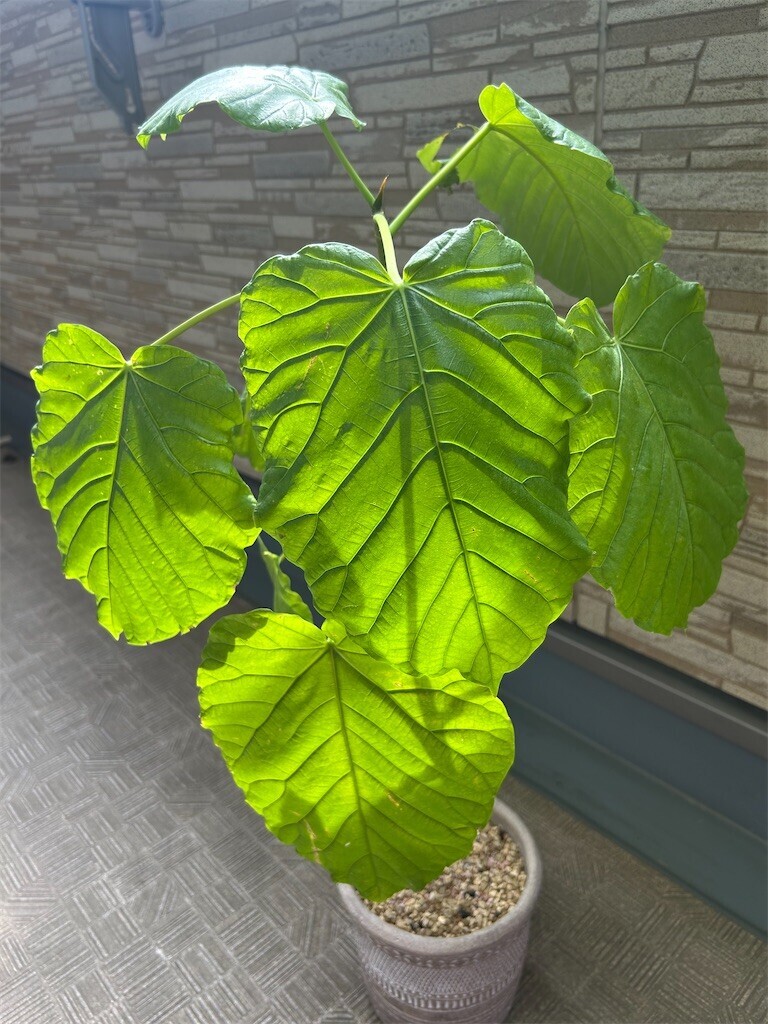 f:id:Magnoliarida:20250504090200j:image