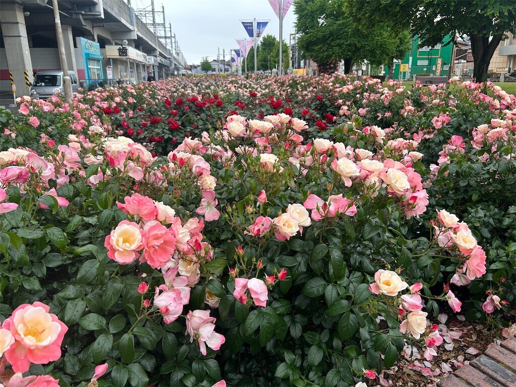 f:id:Magnoliarida:20250513085634j:image