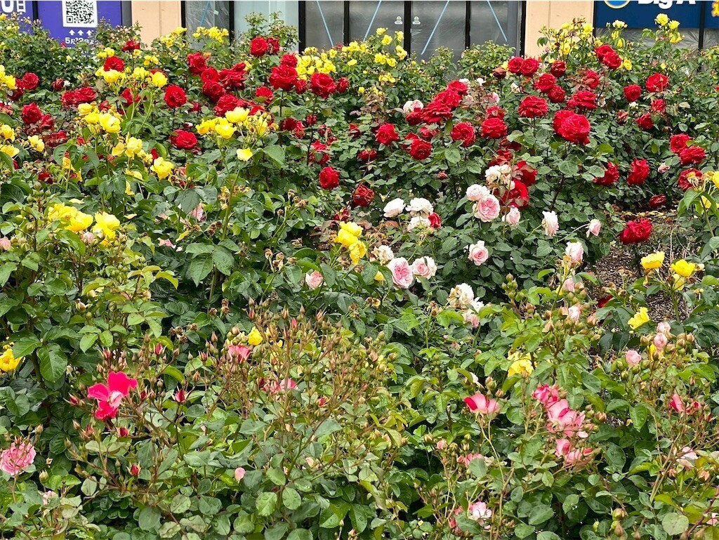 f:id:Magnoliarida:20250513085736j:image