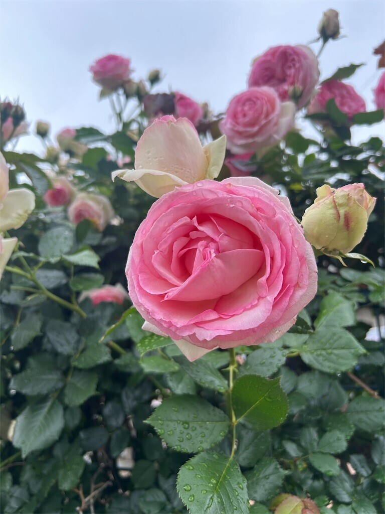 f:id:Magnoliarida:20250513085807j:image