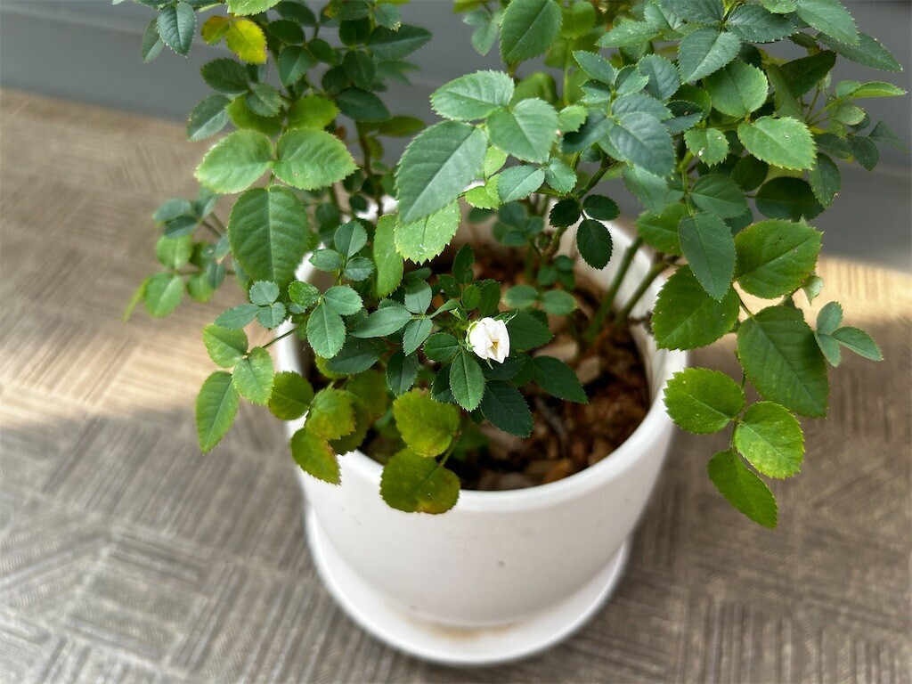 f:id:Magnoliarida:20250822074300j:image