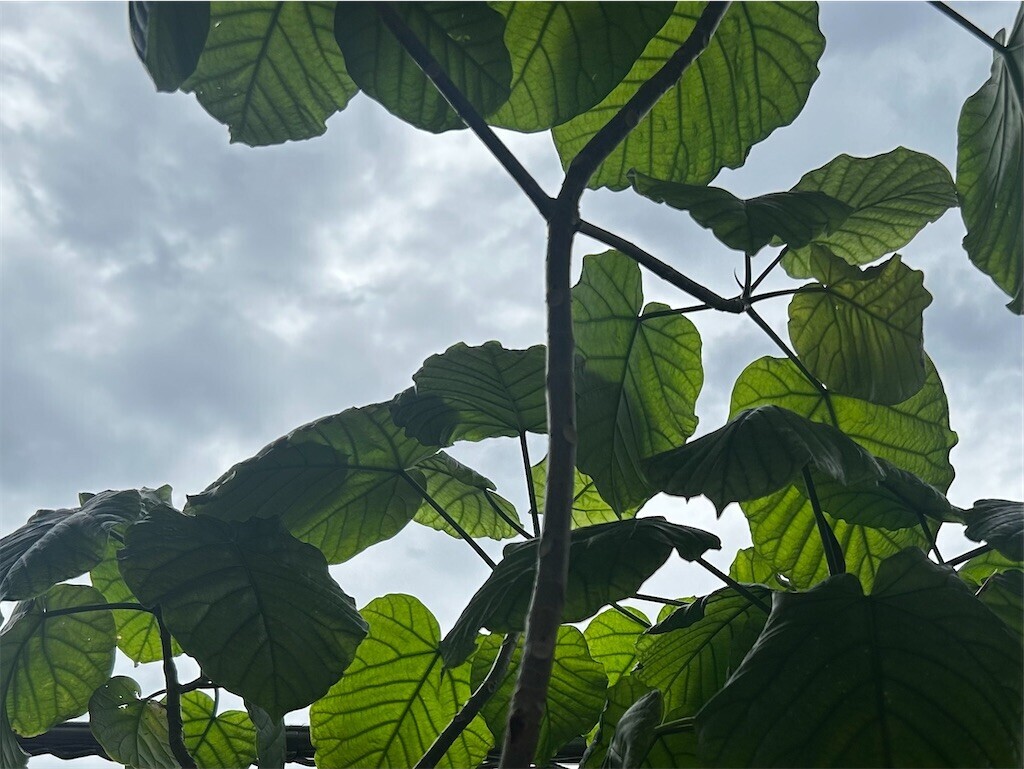 f:id:Magnoliarida:20250914091752j:image f:id:Magnoliarida:20250914091752j:image